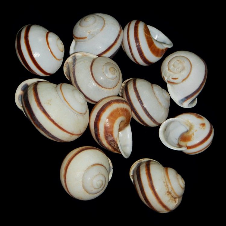 Brown Stripped Land Snail Shells measuring approximately 1 1/2"  Sold Each