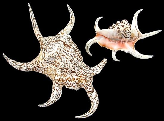 Lambis Chiagra Spider Conch Shells measuring 7 to 8" Sold Each