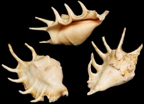 Lambis Lambis Spider Conch Shell measuring 5 to 6" Sold Each