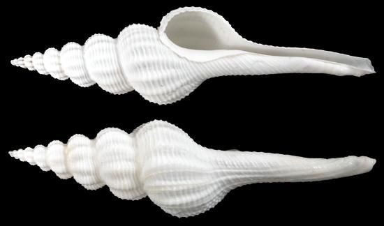 White Spindle Shells measuring 4 to 5"  Sold Each