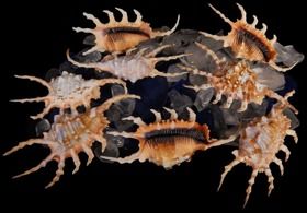 Lambis Scorpio Spider Conch Shells measuring 4 to 5" Sold Each