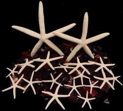 Starfish White 5 to 6"  Sold Each
