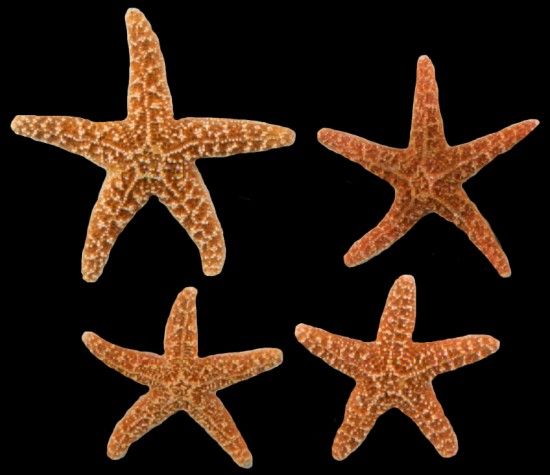 Sugar Starfish measuring 5 to 6" Sold Each