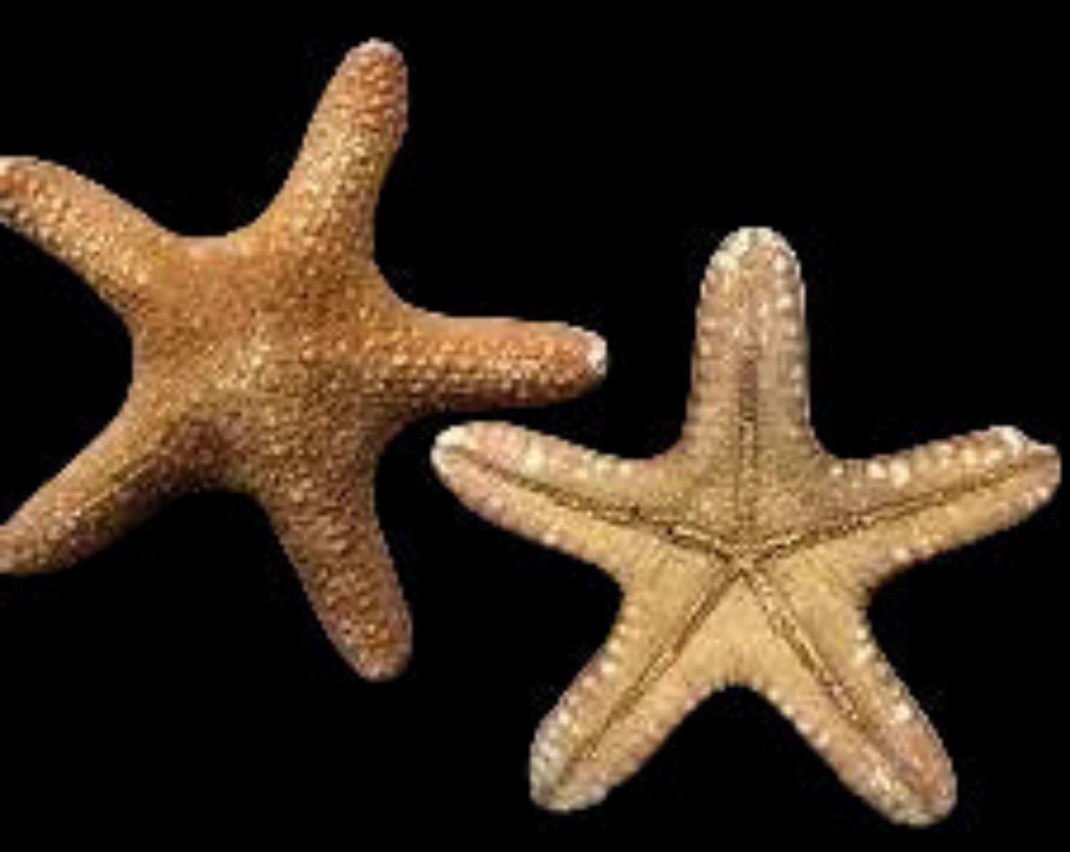 Starfish  (Jungle) 2 to 4"  Sold Each