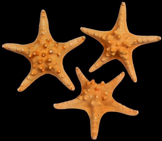 Knobby Starfish measuring 6 to 7"  Sold Each