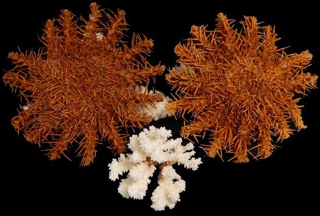 Crown of Thorns Starfish measuring 6 to 8" Sold Each