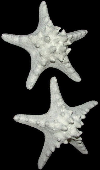 White Dyed Knobby Starfish measuring 4 to 5"  Sold Each