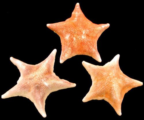 Bat Starfish measuring  3 1/2 to 6"  Sold Each