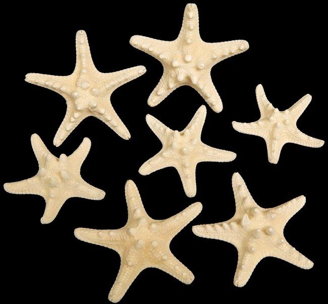Dyed White Knobby Starfish measuring 3 to 4" Sold Each