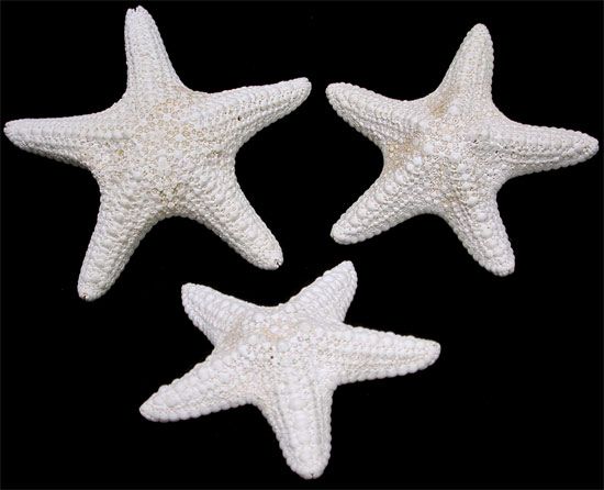 White Dyed Common Starfish measuring at least 5" Sold Each