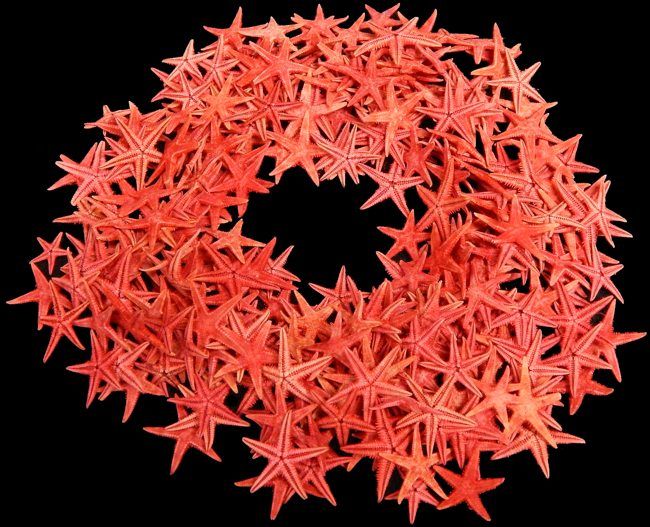 Red Dyed Starfish measuring 1 to 1 1/2" Sold Each