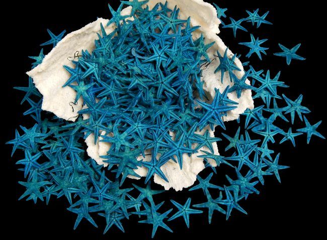 Dyed Blue Starfish measuring 1 to 2"   Sold Each