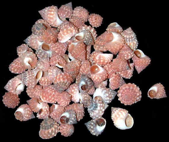 Strawberry Cumingi Shells- 1/2" or Less  Sold Each