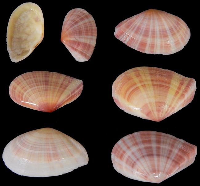Pink Tellin Shell Pairs measuring 1 1/4 to 2 1/2"  Sold  Each