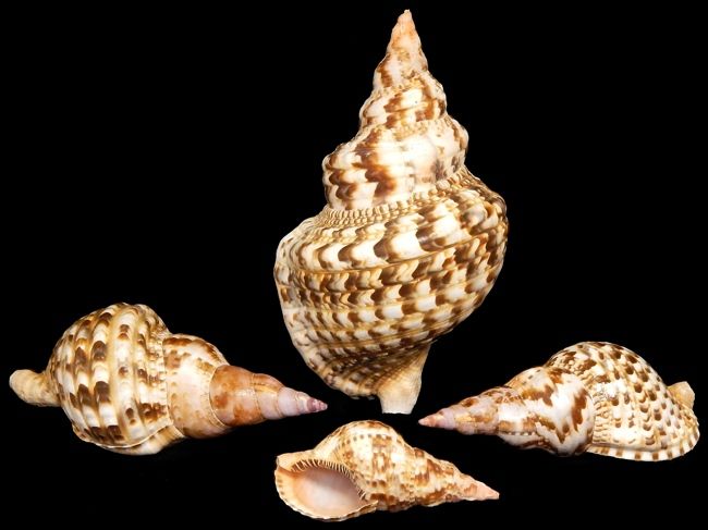 Caribbean Triton Shells measuring 11 to 12"  SOLD OUT