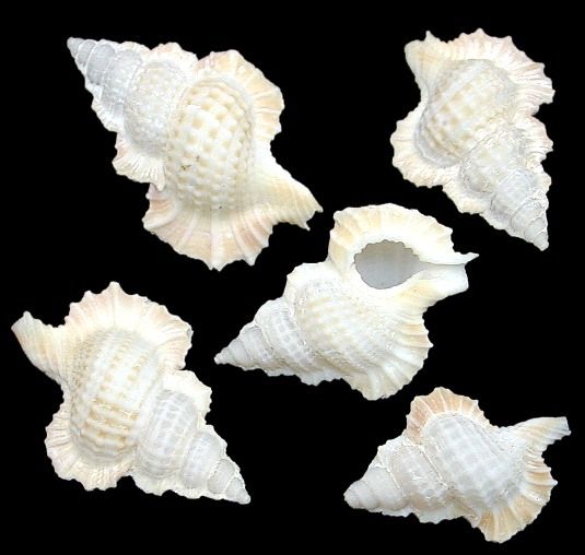 Maple Leaf Triton Shells measuring  3/4 to 1 1/4" Sold each