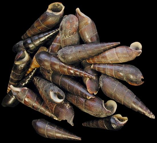 Black Terebra Shells measuring 1 1/2 to 3"  Sold by the 1/4 pound