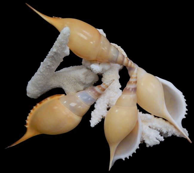 Tibia Martini 3 1/2 to 4" Shell Sold Each
