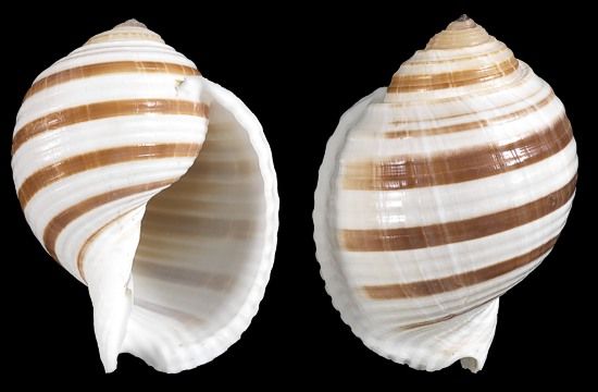 Banded Tonna Selacosa Shells measuring 3 to 4 1/2"  Sold Each