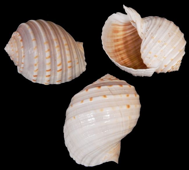 Tonna Tessalata Shells measuring 4 to 5"  Sold Each