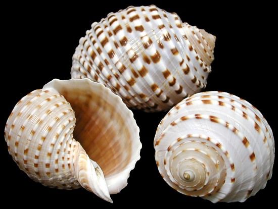 Indian Tonna Tessalata Shells measuring 1 1/2 to 2"  Sold Each