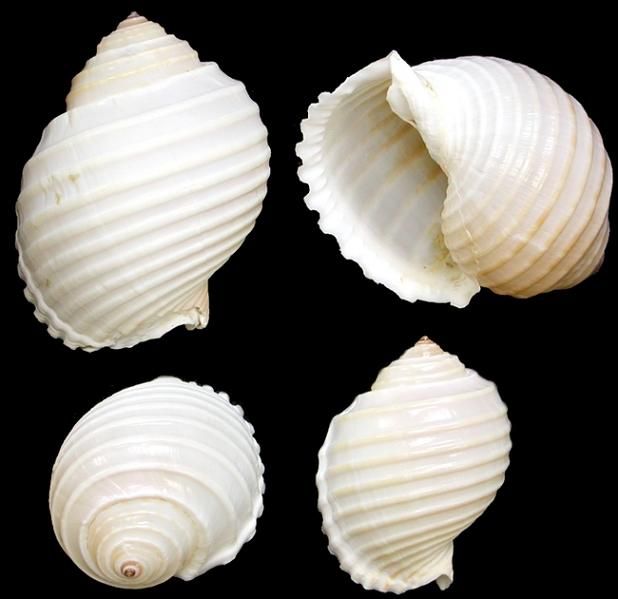 Tonna Allium Shells measuring 3 to 4"  Sold Each  61826