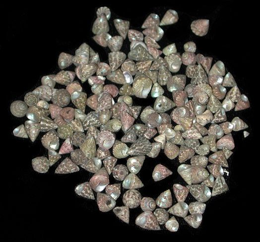 Natural Top Shells - 1/4" or Less Shells Sold by the 1/4 LBS