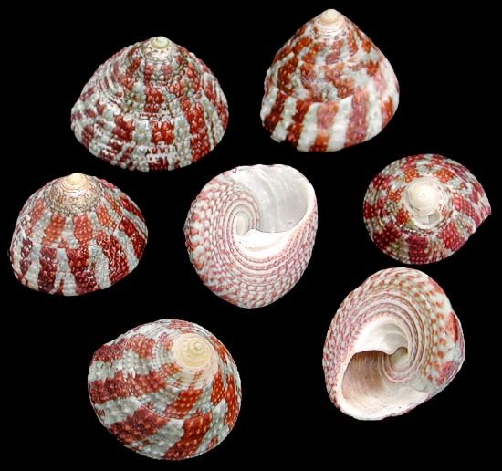 Red Stripe Trocus Shells measuring 1 1/4"  or Less  Sold Each