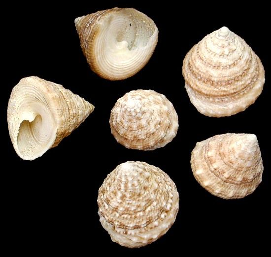 Natural Troca Shells measuring 3/4" or less  Sold by the 1/4 pound