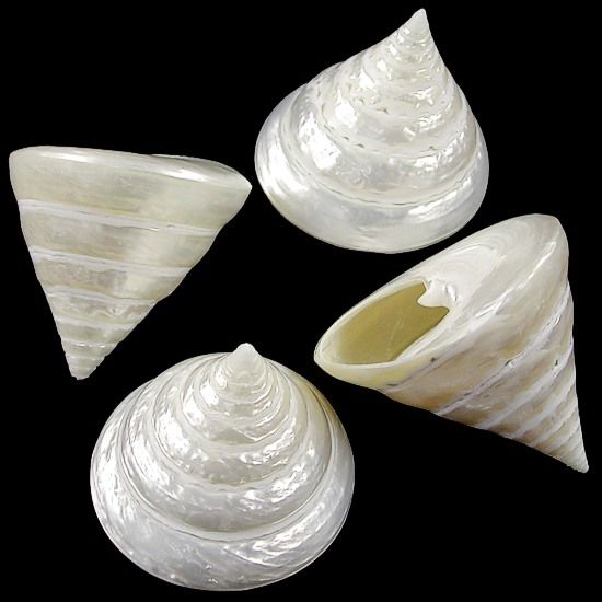 Silver Troca Shells measuring 2 to 2 1/2"  Sold Each