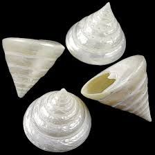 Pearl Troca Shells measuring at Least  2 1/2"  Sold Each