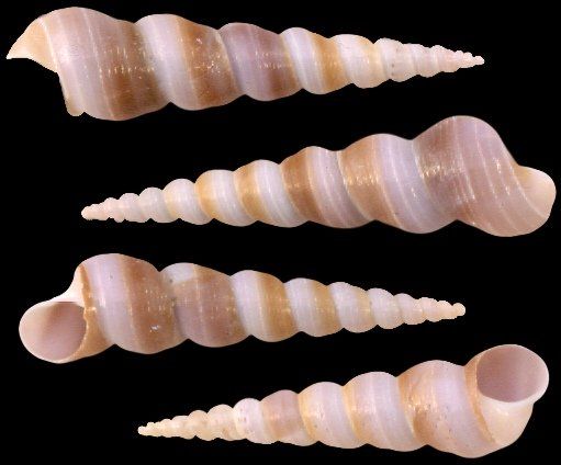 Turritella Purple 2 to 3"  Shells Sold By The 1/4 LBS