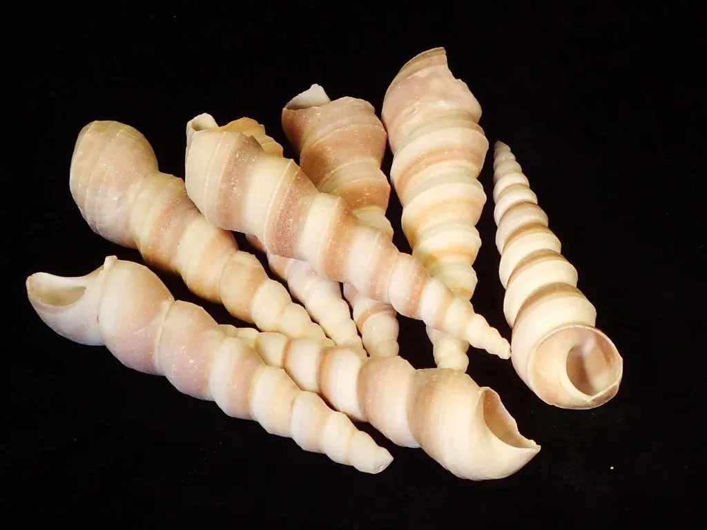 Tan Turritella Shells - 2" Sold by the 1/4 pound