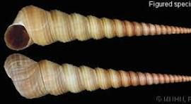 Terebra Turritella Shells measuring  3 to 3 3/4"  Sold Each