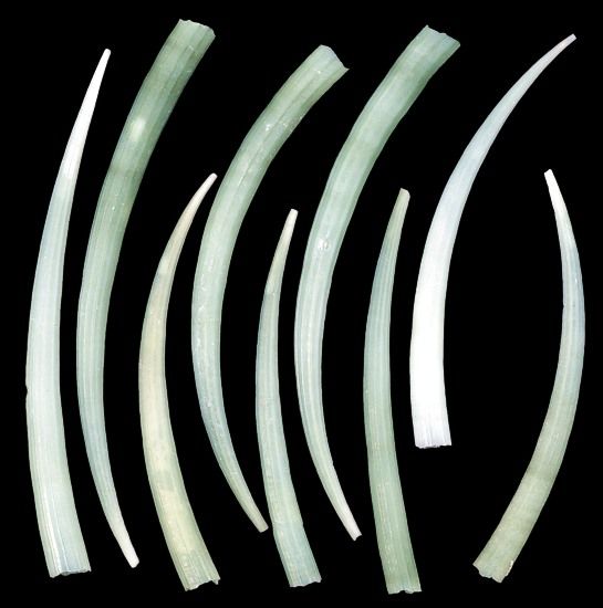 Green Tusk Shells - 2 to 2 3/4"  Sold Each