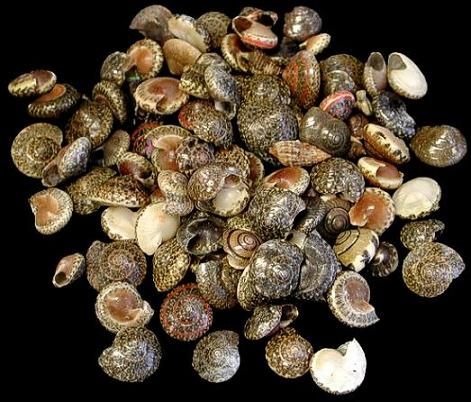 Black Umbonium Shells - 1/2"  Sold by the 1/4 LBS