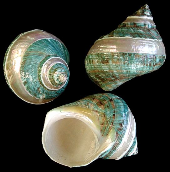 Polished Banded Jade Turbo Shells - 3 to 4"  Sold Each