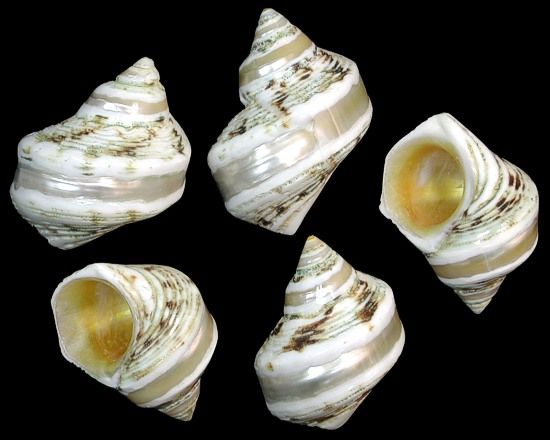 Turbo Gold Mouth Polished Banded 2" Shell Sold Each