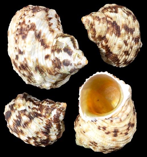 Gold Mouth Turbo Shells - 1 3/4 to 2" Sold by the 1/4  pound