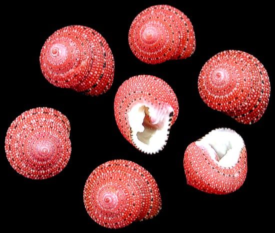 Strawberry Top Turban Shells -1/2" or less Shell Sold Each