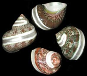 Banded Polished Pentholatis Shells measuring approximately 2"  Sold Each