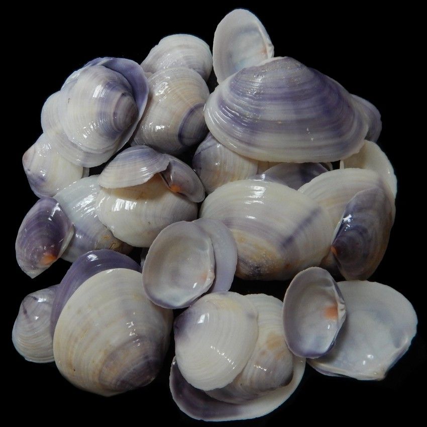Purple Tahiti Polished Clam Shell Halves measuring 3/4 to 1 1/2" sold by the  1/4 pound