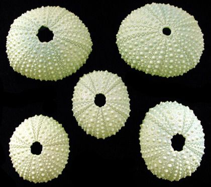 Green Sea Urchins measuring  1 1/2 to 2" Sold Each