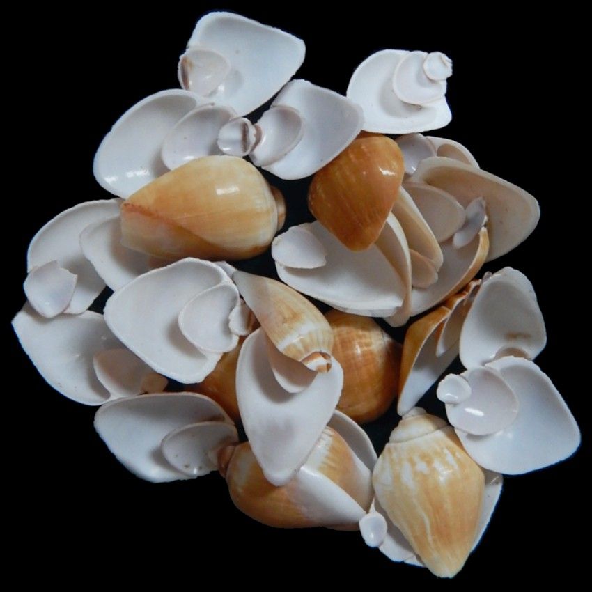 Side Cut Canarium Shells measuring 3/4 to 1 1/4" Sold by the 1/4 LBS