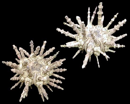 Whole Sputnik Sea Urchins measuring approximately 3" Sold Each