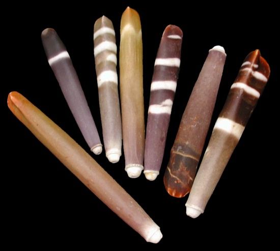 Sea Urchin Spines measuring 1 1/4" or less Sold By 1/4 pound