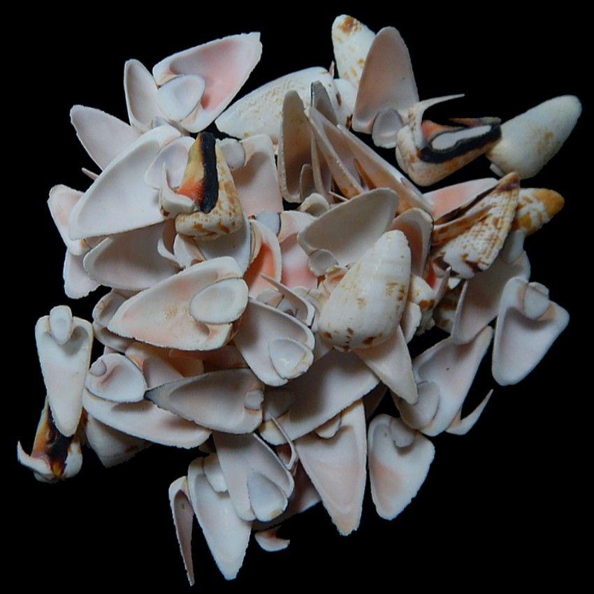 Strawberry Strombus Shell Red Lip Side Cuts measuring 1 to 2" Sold by the 1/4 pound