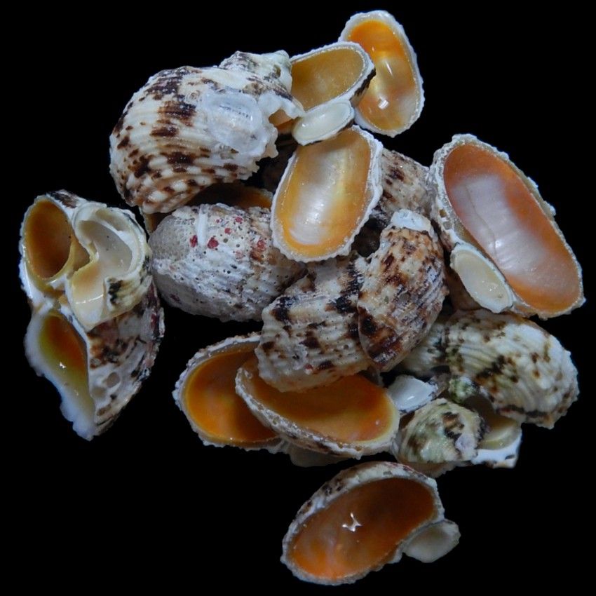 Gold Mouth Turbo Shell Side Cuts 1 1/2" or Less Sold by the 1/4 LBS