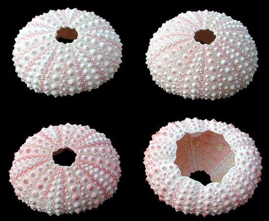 Pink Dyed Sea Urchins measuring 3/4 to 1 1/2" Sold Each