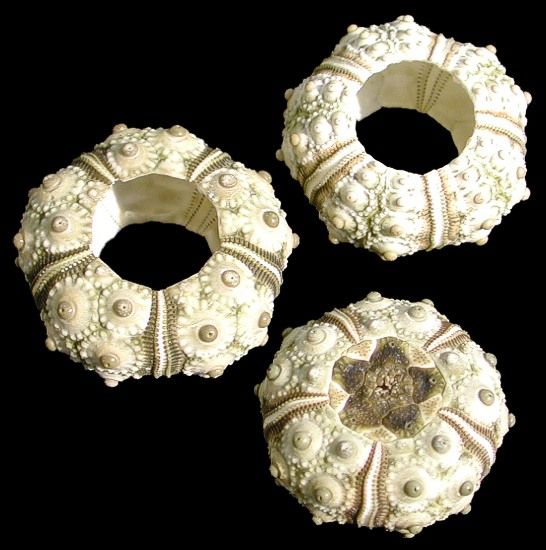 Green Knobby Sea Urchins measuring 3/4 to 1 1/4" Sold each